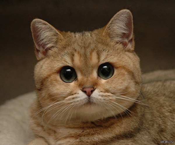 Забыли меня?