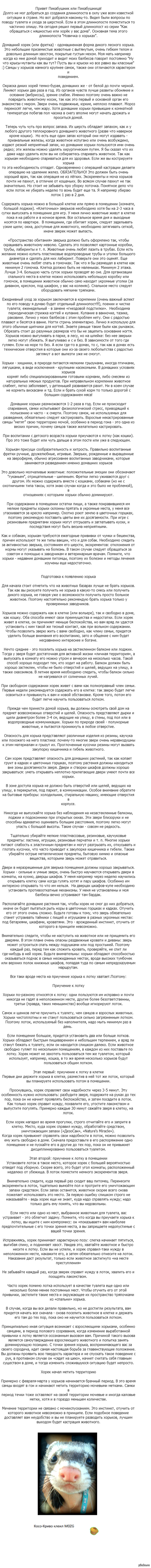 Как обращаться с няшностью или хорёк у вас дома