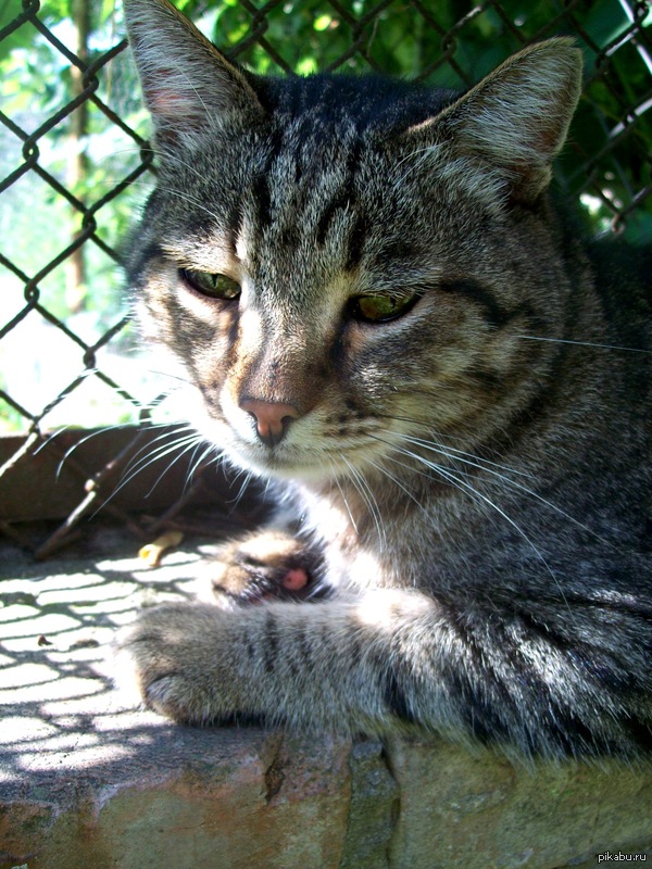 Просто мой кот Эминем