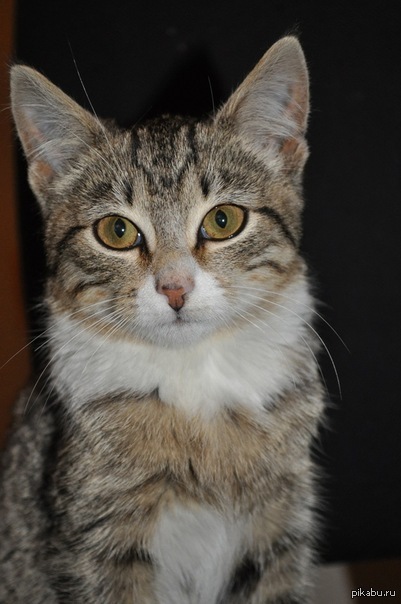 Тут был баян, держите котика