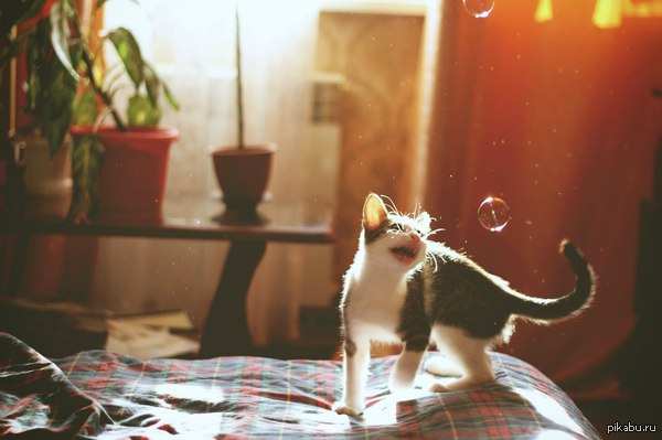 А мой кот - акула!