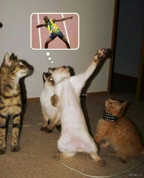 Короче в итоге, посоны, прибегаю я первым, куча оваций, все аплодируют стоя, кидают мне свежие сардели, китикет и вискас...