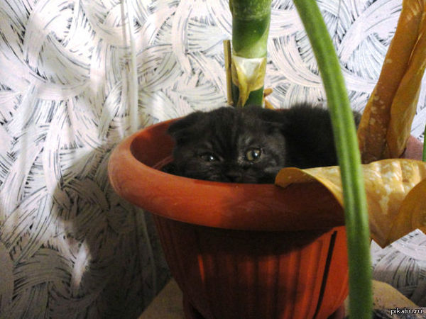 Прощай зима!