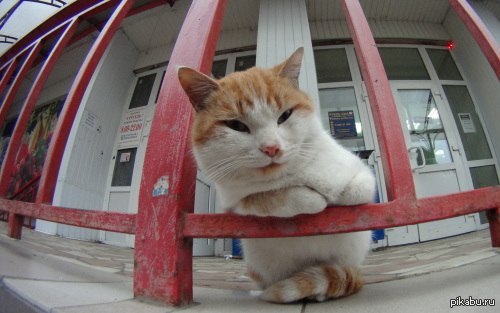 Пссс, парень, не хочешь немного мимими?