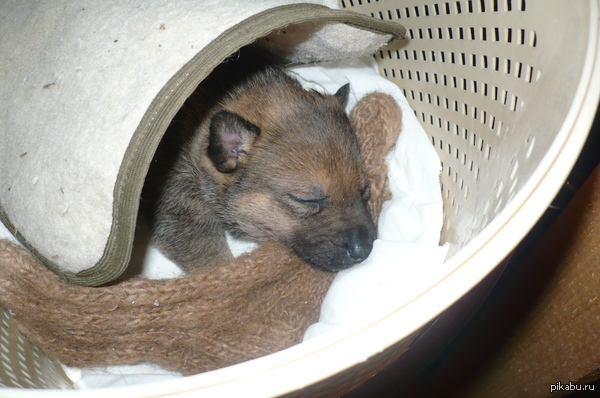 ��� ��������� ��������