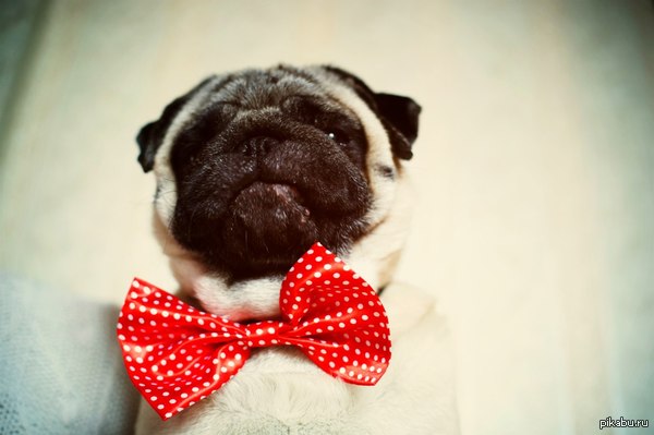 ��� ���� ������ ������ ����������� ���� ������� � ������ � ����������� ����������