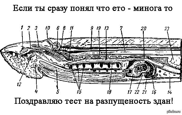 Схема кровеносной системы речной миноги