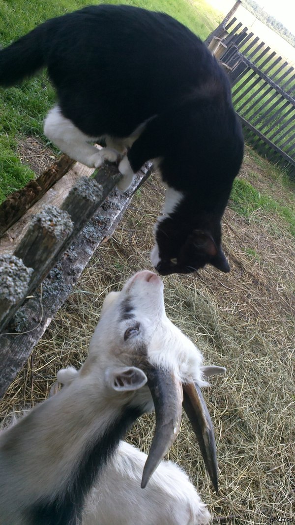 � ��������� ���������� "��"