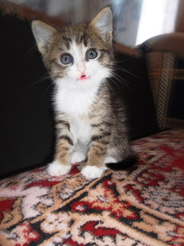 ������ ����� �������) ����������, ��������