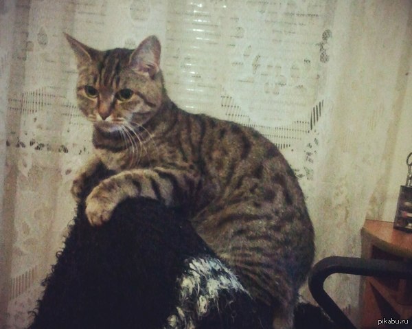 Моя котейка