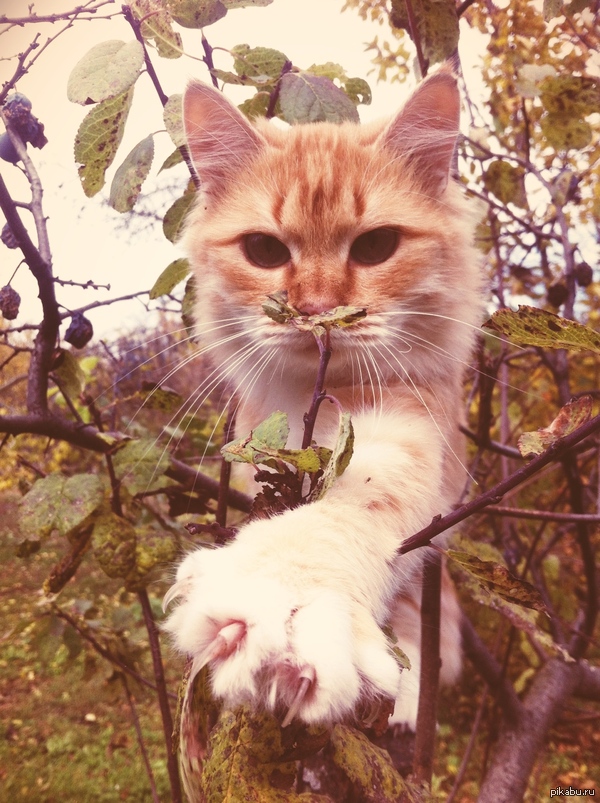 ��� �������:)