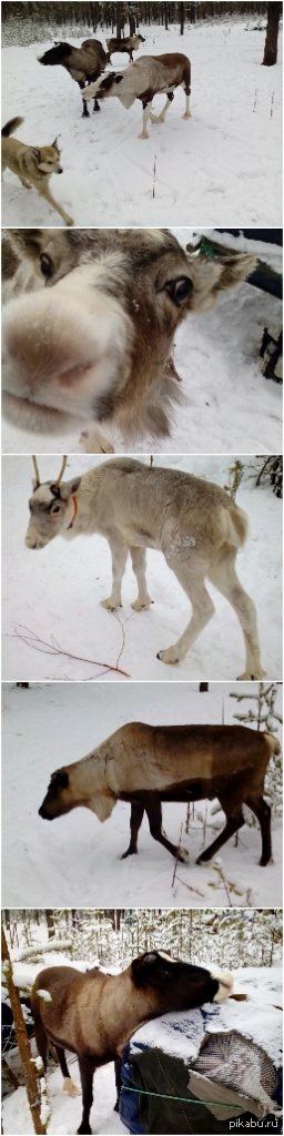 Reindeer... - My, Longpost, , Deer, Deer, North, The photo, Reindeer