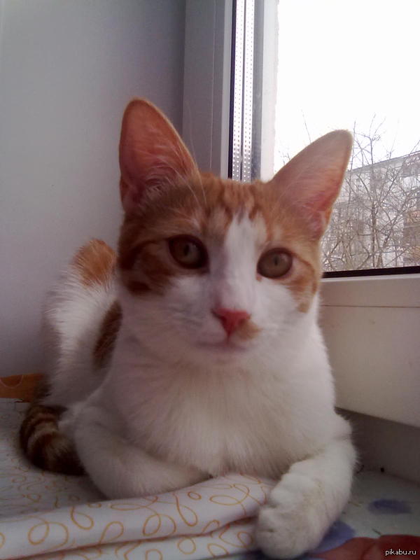 � ��� �� �������� �������)