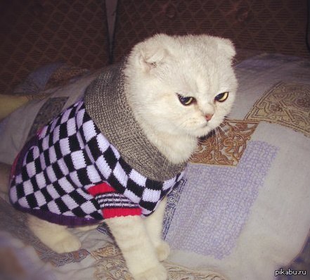 Страж райончика