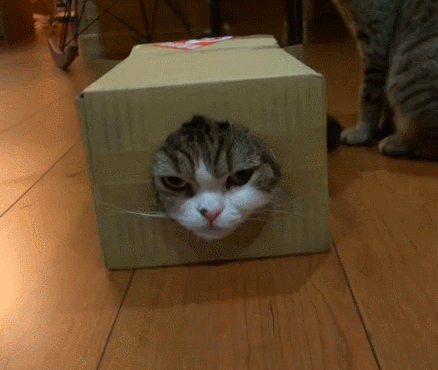 Кот в коробке