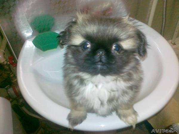 ��� �����)))