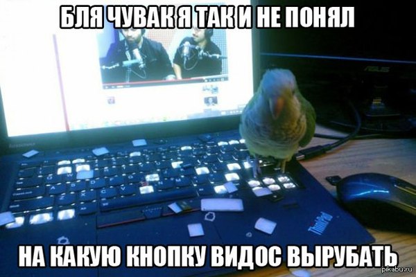 Попугай