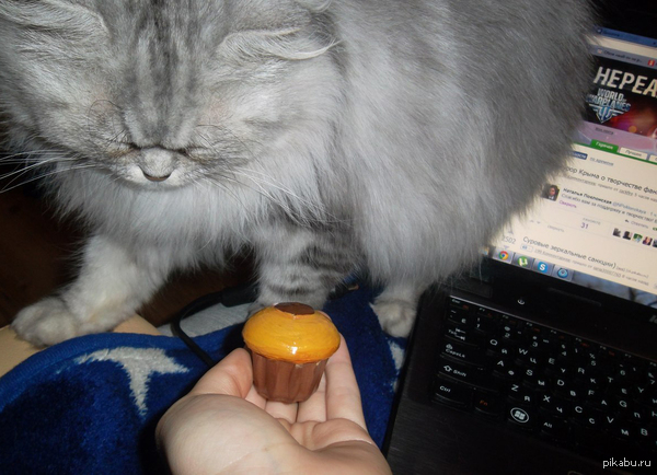 не всем котикам нравится пикабу ;С