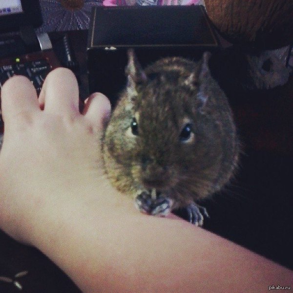 Тут,вроде как,и грызунов любят | Пикабу
