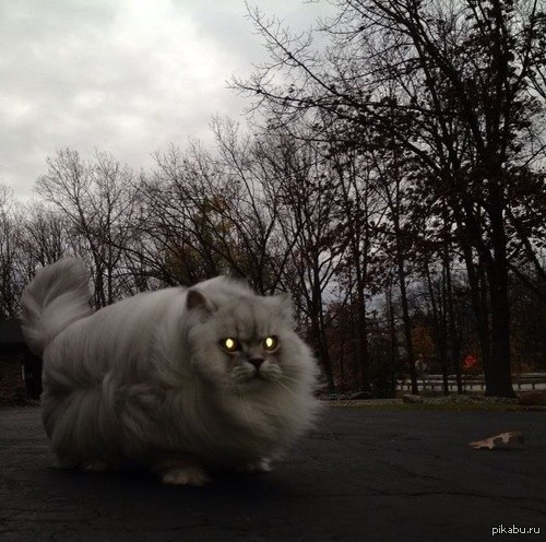 Эпический кот. - Кот, Эпично, Пасмурно