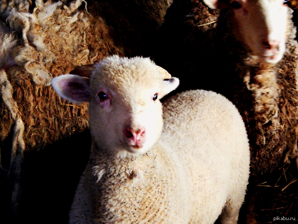 Вы все котики да котики, а вот вам барашка!