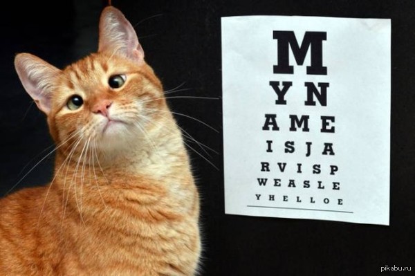 Косоглазый кот Джарвис