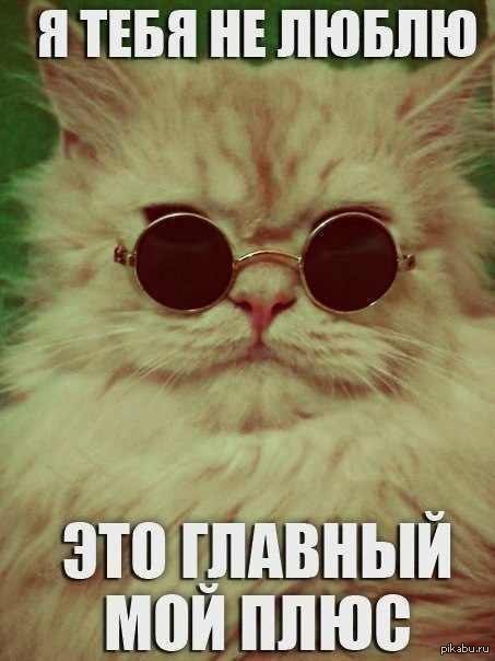 Котолепс | Пикабу