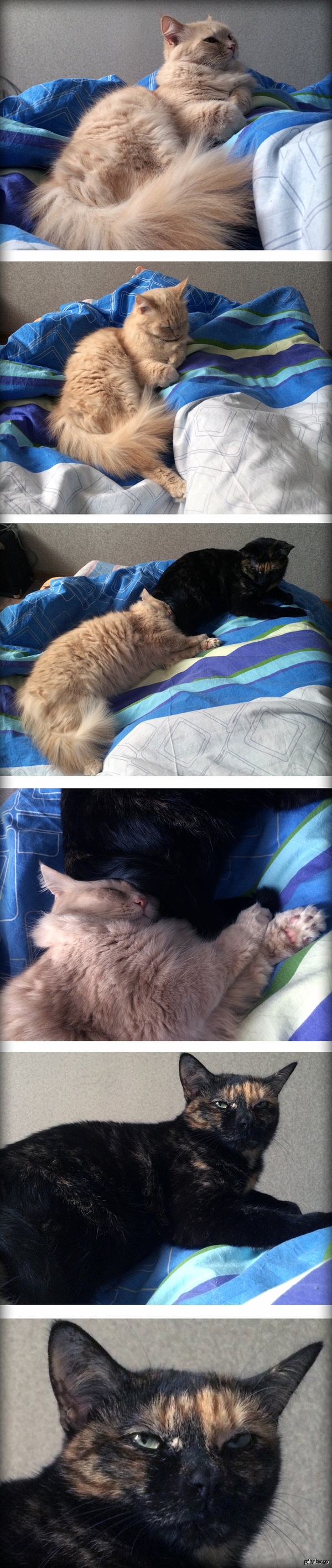 Небольшой котокомикс. Поспишь тут))