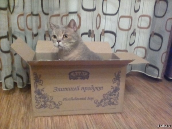 Elite product - My, cat, Box