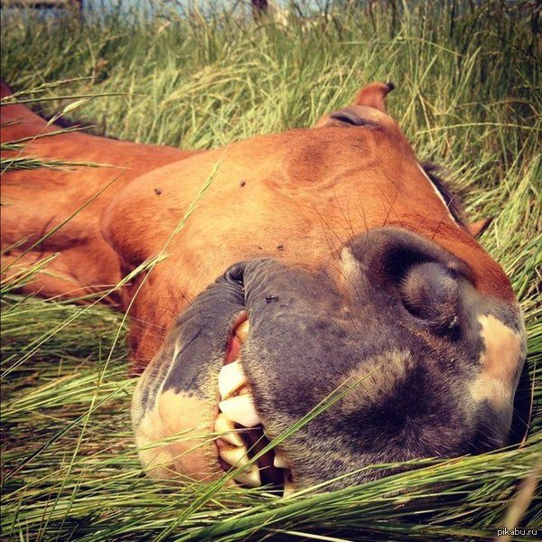 Коня кайфует=)