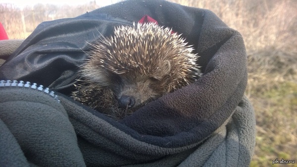 Найденный ежик.