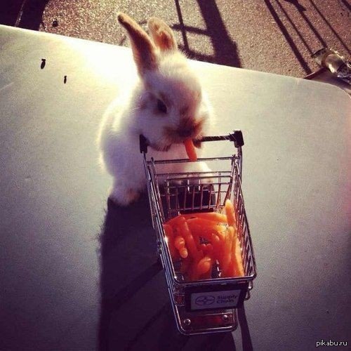 Did you go to the store before the weekend? - Rabbit, Score, Weekend, Tag