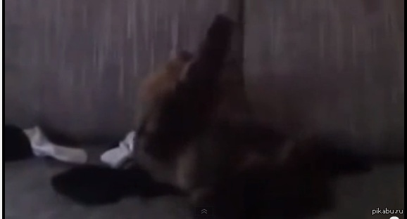 � � ��� ����� ���������� ���� �������� ����� �������