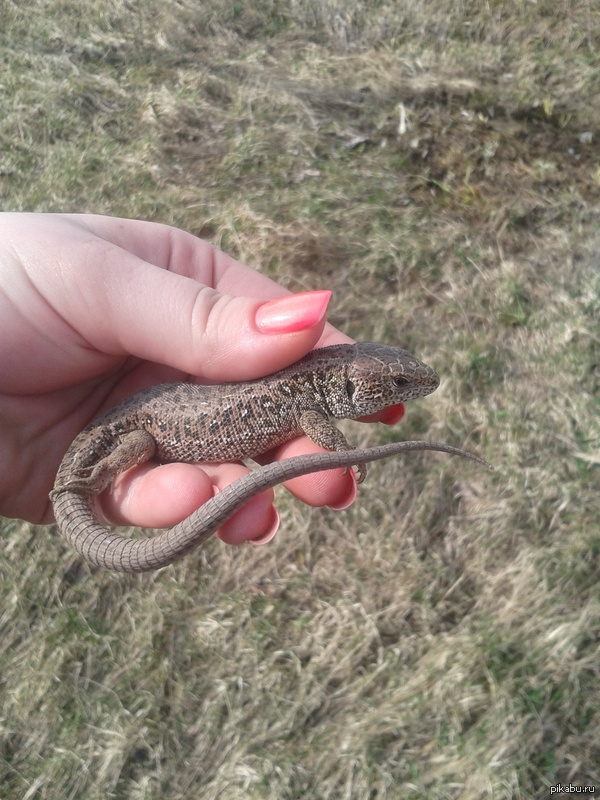 � ��������� ���������� ���� "��".