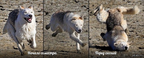 Никакой полезной информации