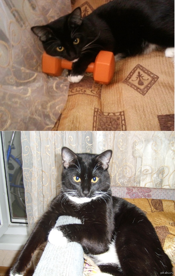 My cat Kuzya)) - My, cat, Sport, Cute cat