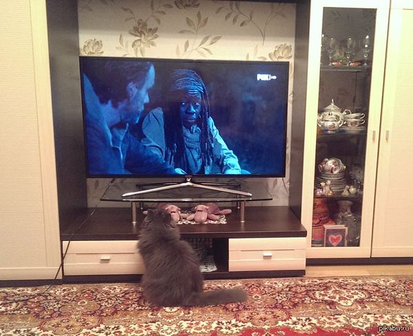 Пушистый фанат ходячих :)