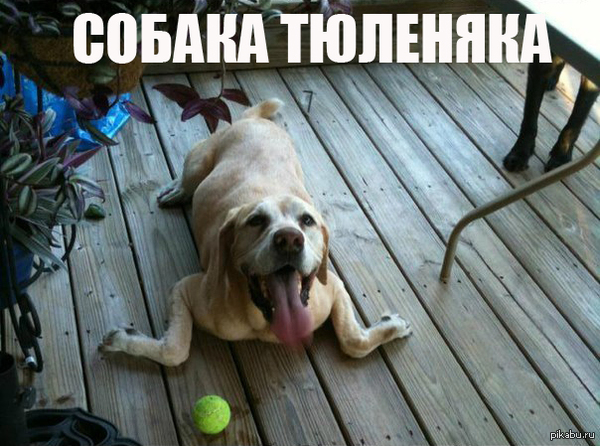 Собака тюленяка