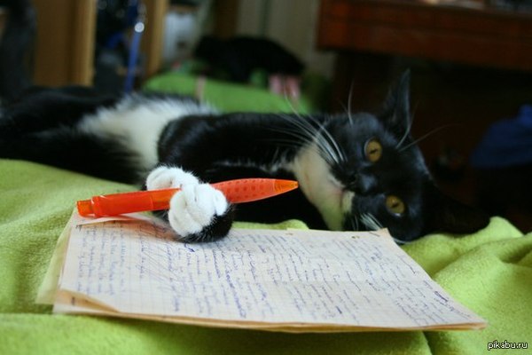 I can do all your homework for you - The photo, cat, Scientists