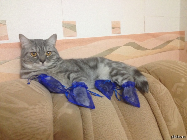 ������ ��� � �������)