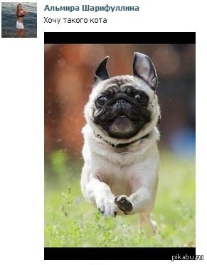 Кот редкой породы