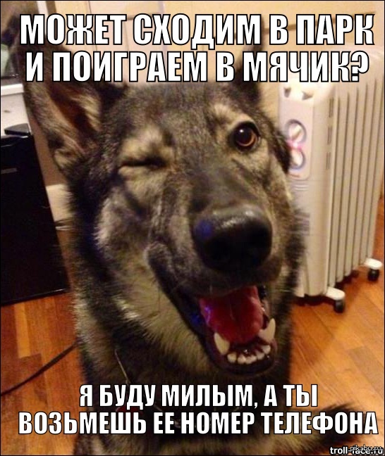 Лучший друг человека