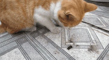 VS  