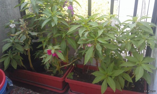 �� ����� ����� ����)