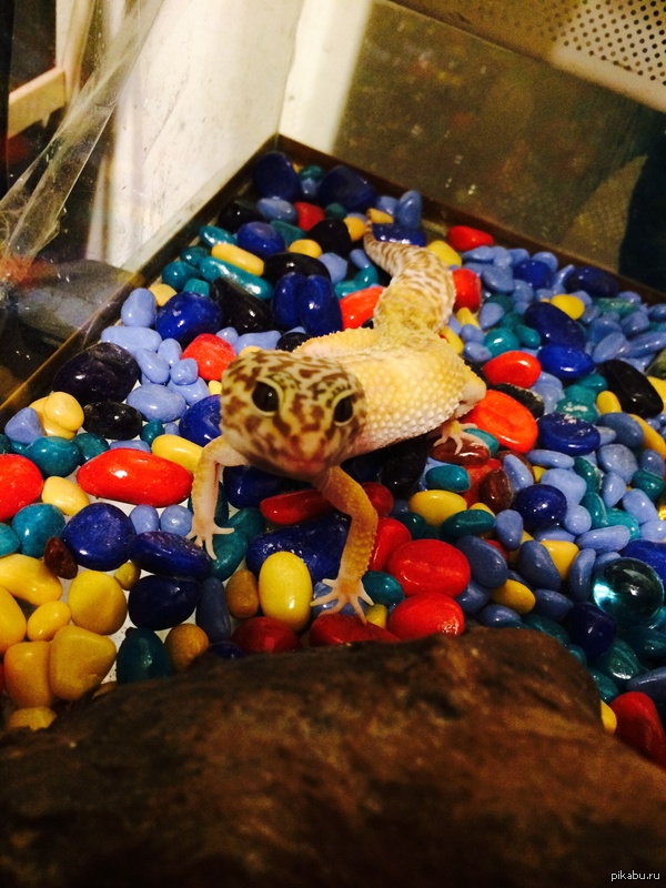 ��������-�� � ����� �����)