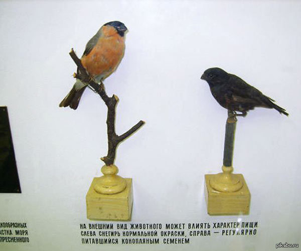 Так же и с людьми. Баянометр молчит.