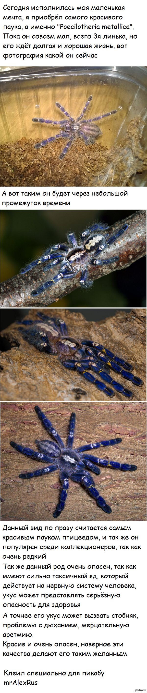 &quot;Poecilotheria metallica&quot;   )