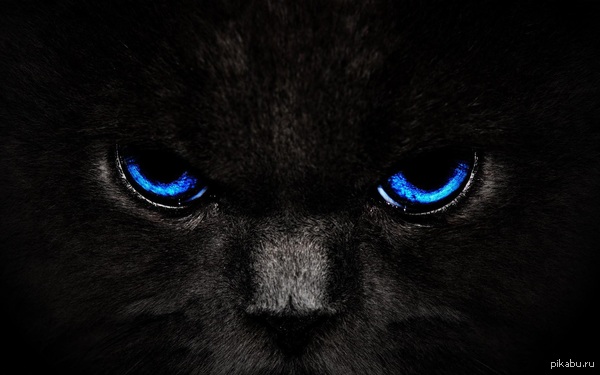 Just a cat - cat, Eyes, Black cat