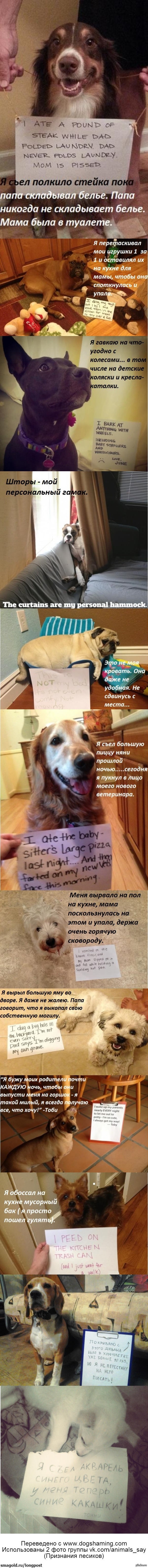  .      dogshaming