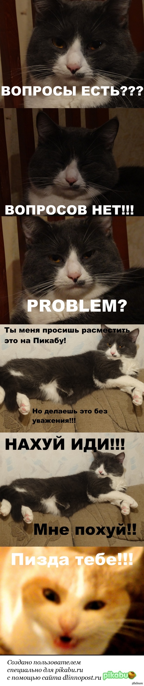 In case of an important .... well, you understand! We have two cats! Yes, I know, a topic that has long bothered everyone! - NSFW, My, cat, Humor, , In case of important negotiations, Negotiation, Longpost